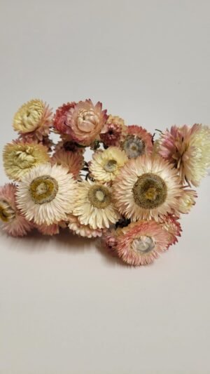 Immortelle pastel