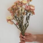Immortelle pastel