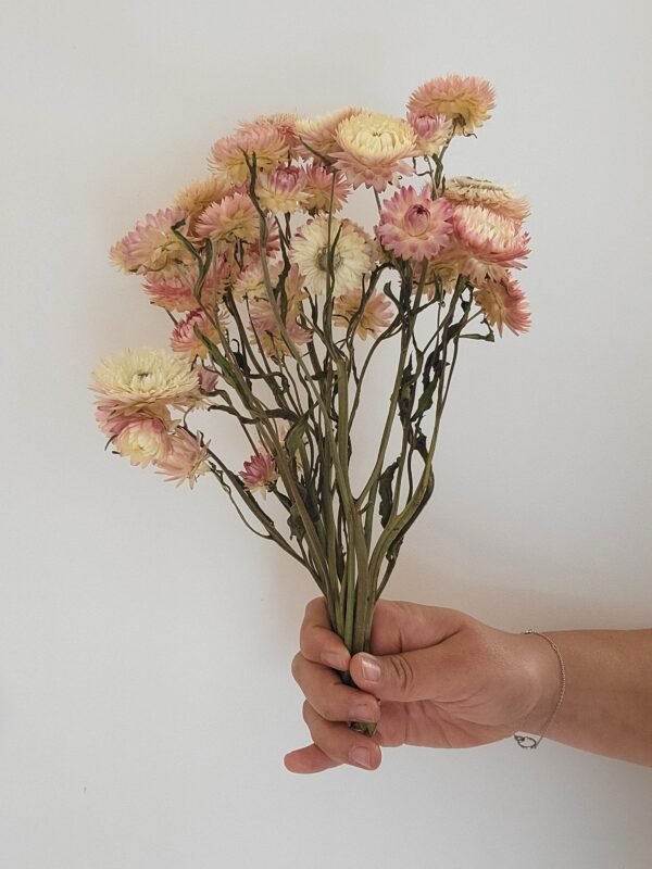 Immortelle pastel
