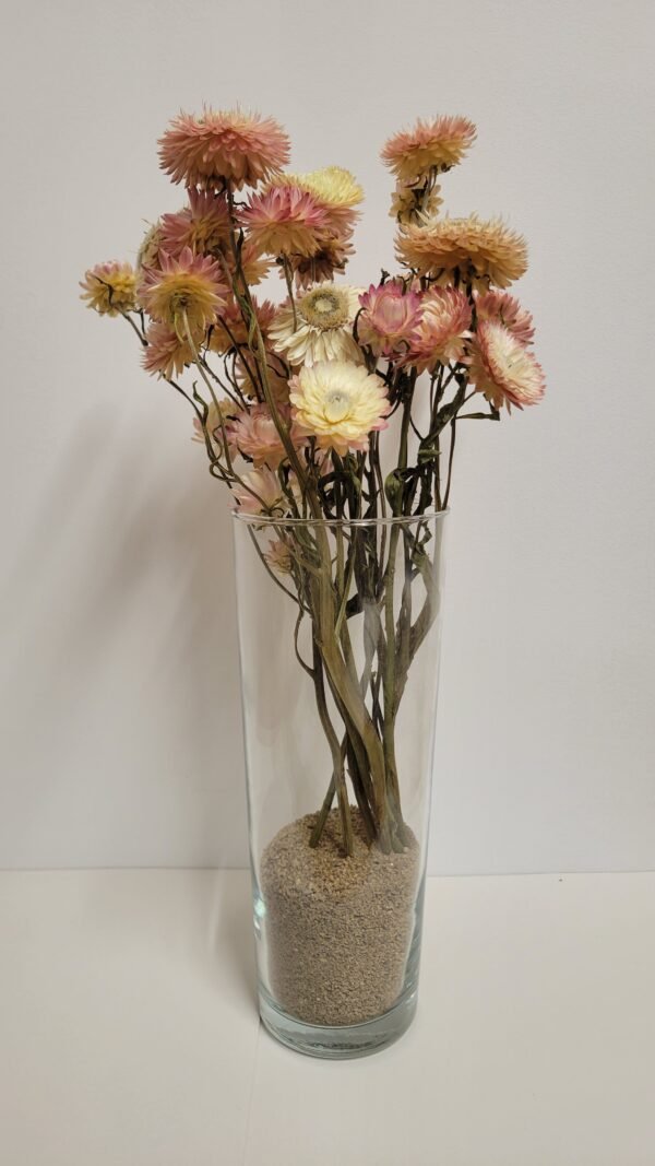 Immortelle pastel
