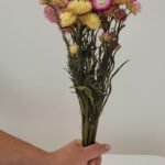 Immortelle pastel