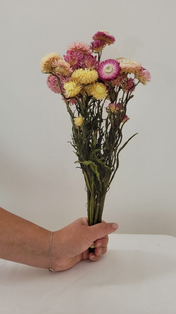 Immortelle pastel
