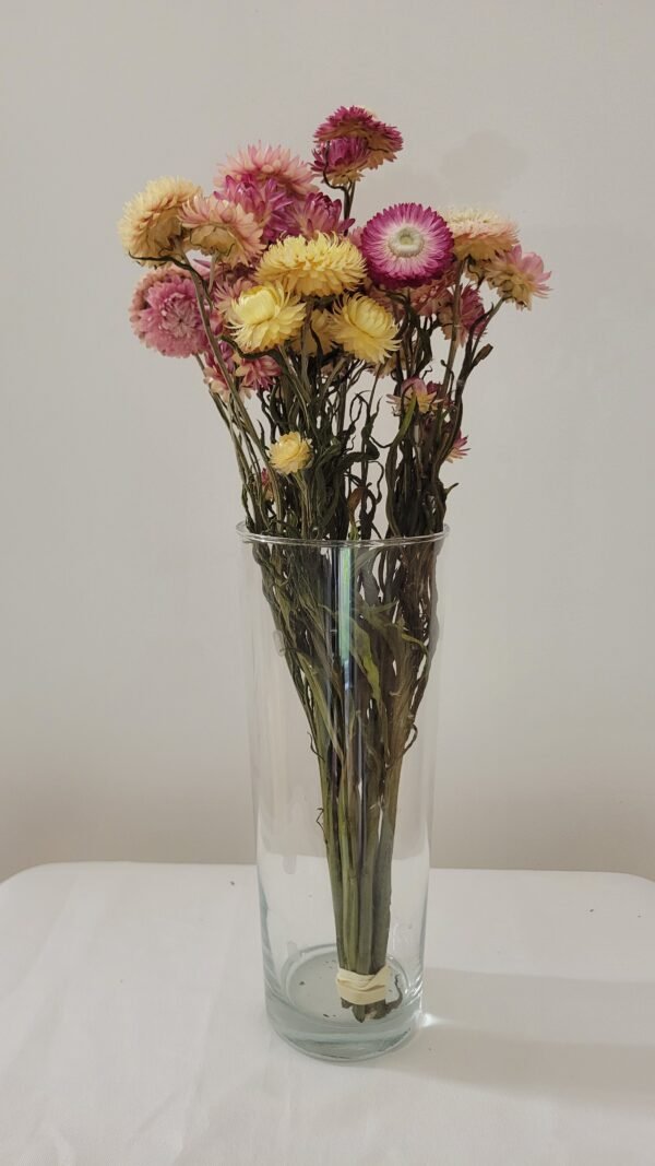 Immortelle pastel