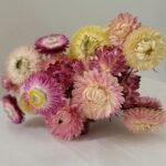 Immortelle pastel