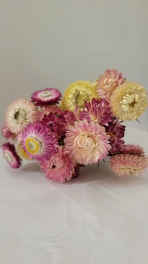 Immortelle pastel