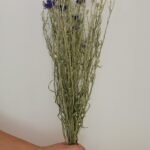 Bleuet
