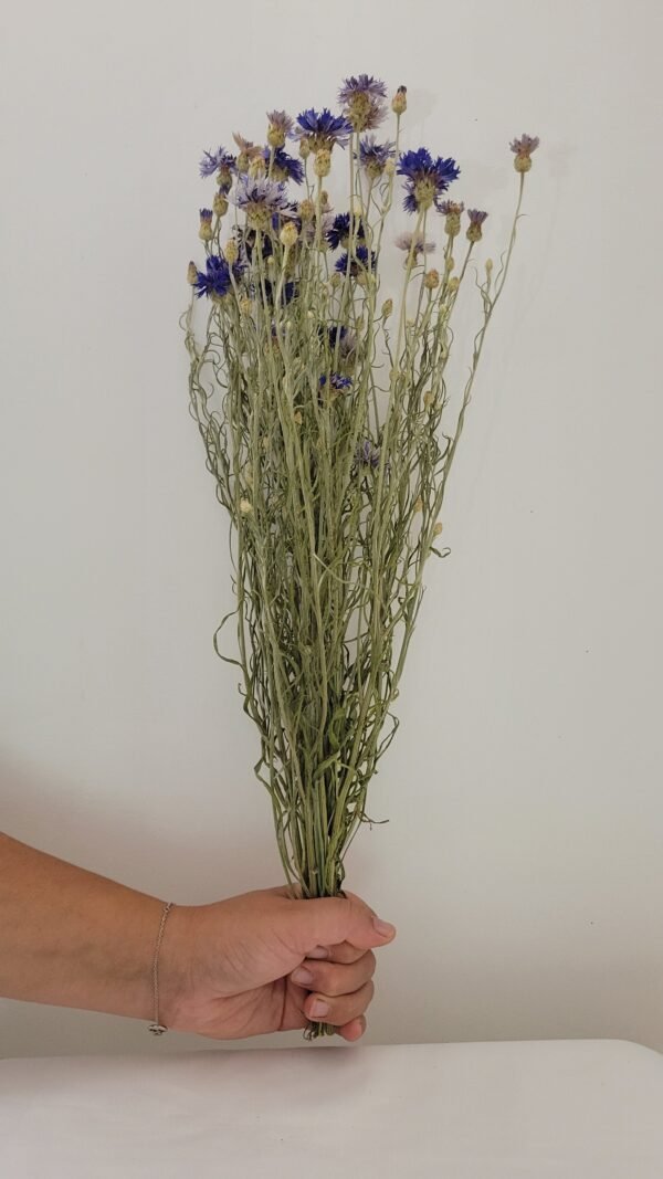 Bleuet