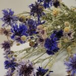 Bleuet