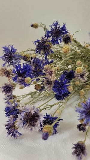 Bleuet