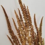 Amarante orange