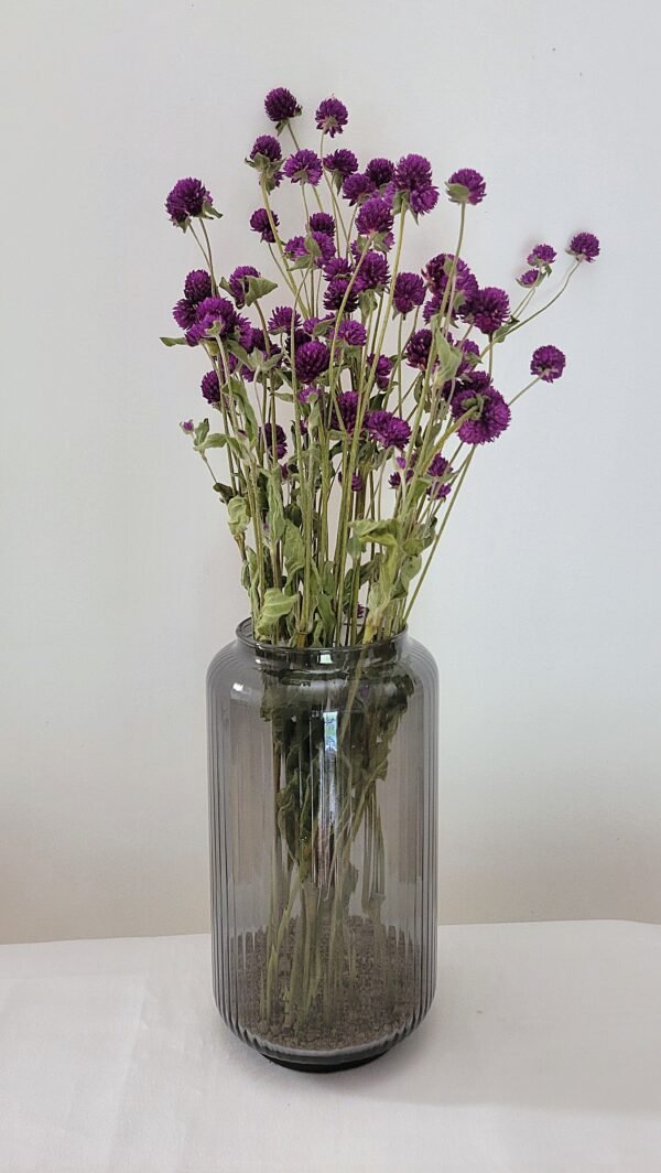 Gomphrena violet