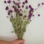 Gomphrena violet