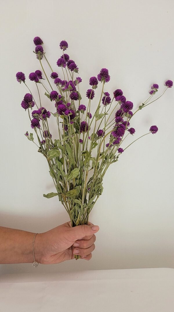 Gomphrena violet