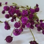 Gomphrena violet