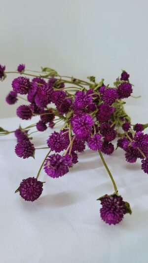 Gomphrena violet