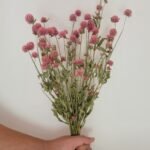 Gomphrena rose