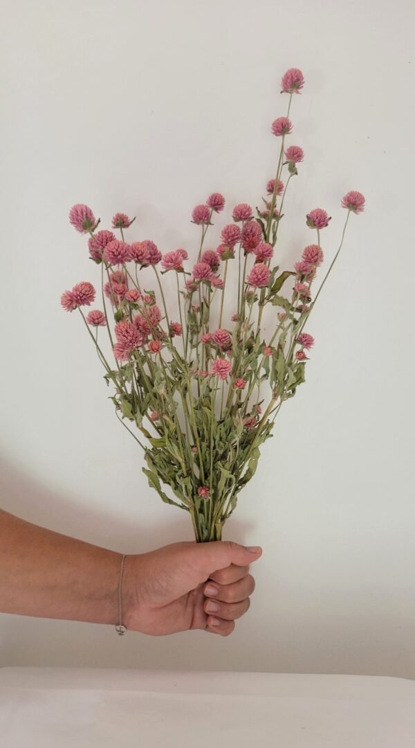 Gomphrena rose