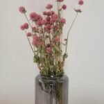 Gomphrena rose