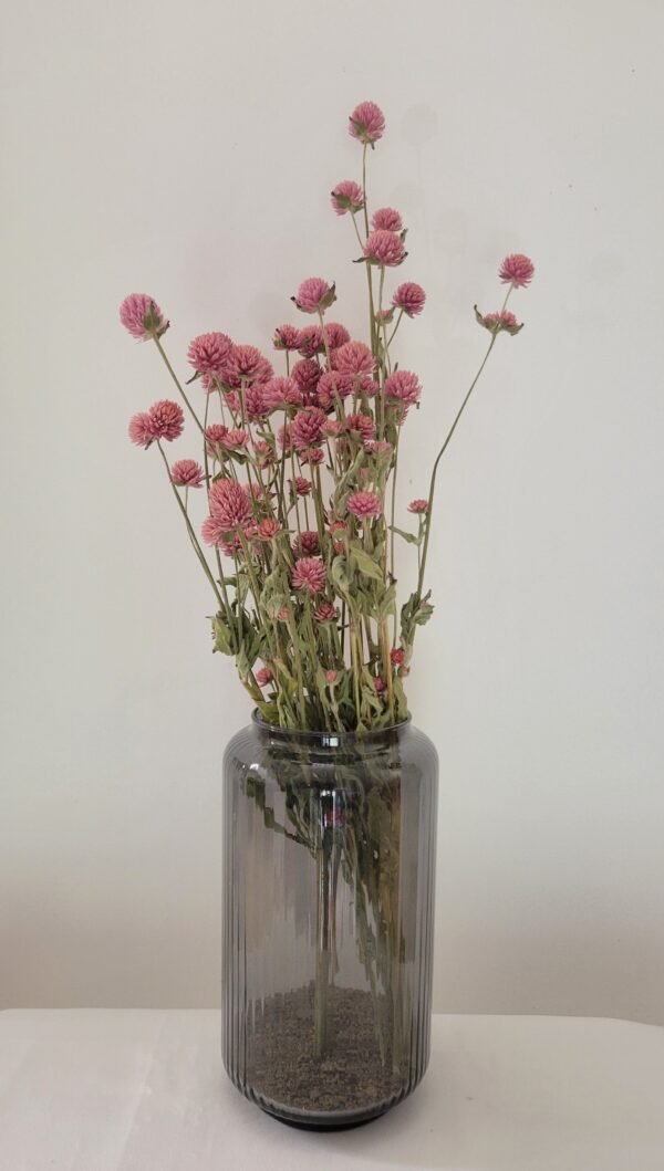 Gomphrena rose
