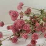 Gomphrena rose