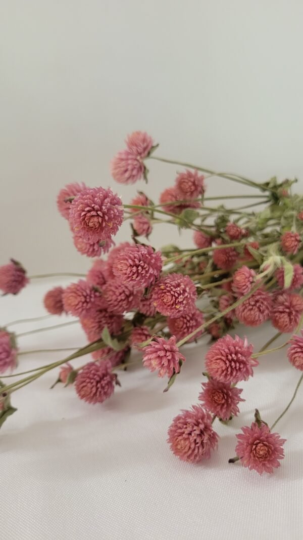 Gomphrena rose